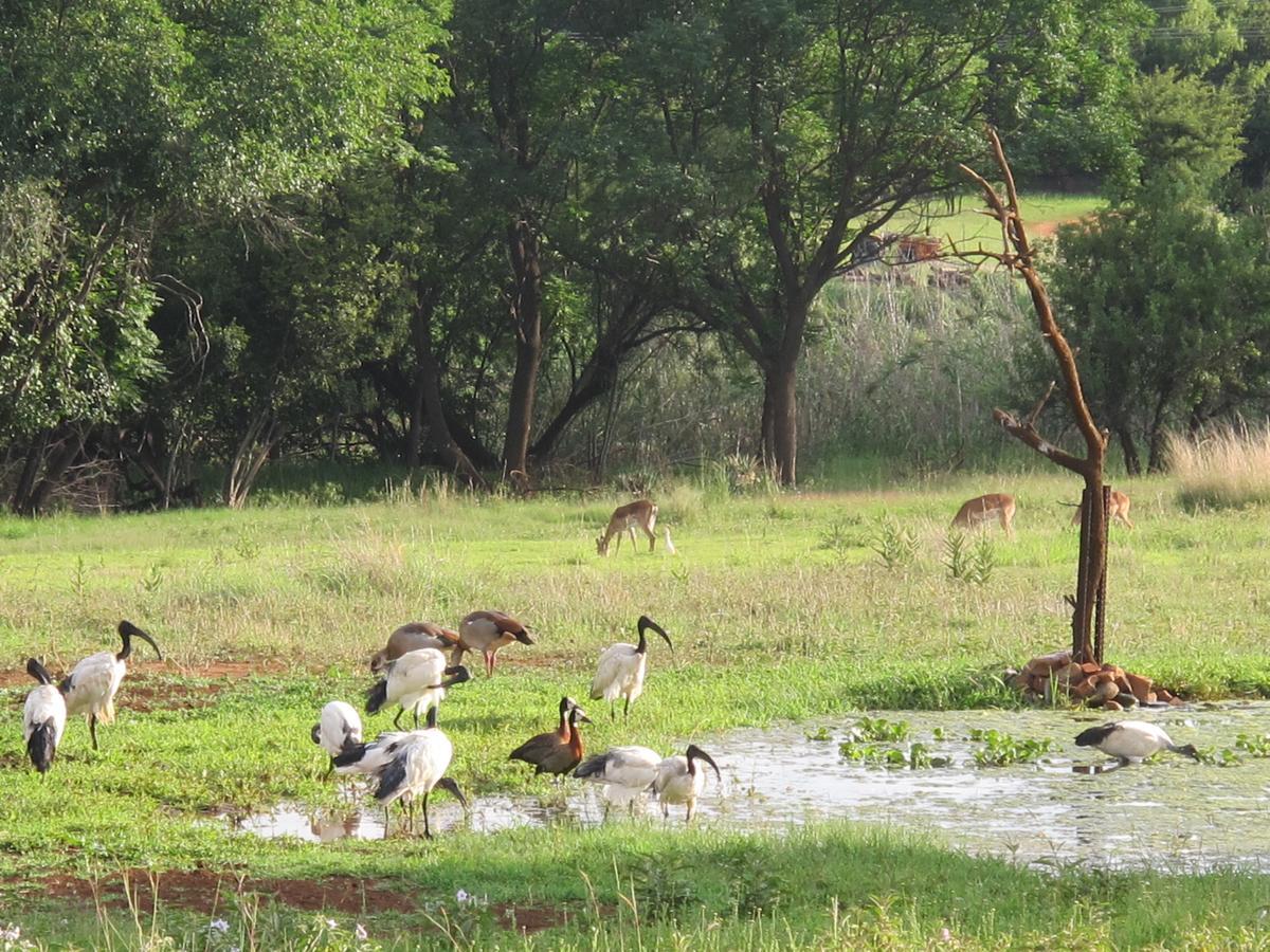 Harties Is Africa Safari Lodge Kosmos Экстерьер фото