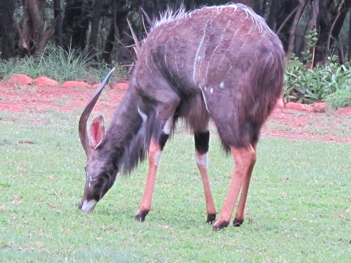Harties Is Africa Safari Lodge Kosmos Экстерьер фото