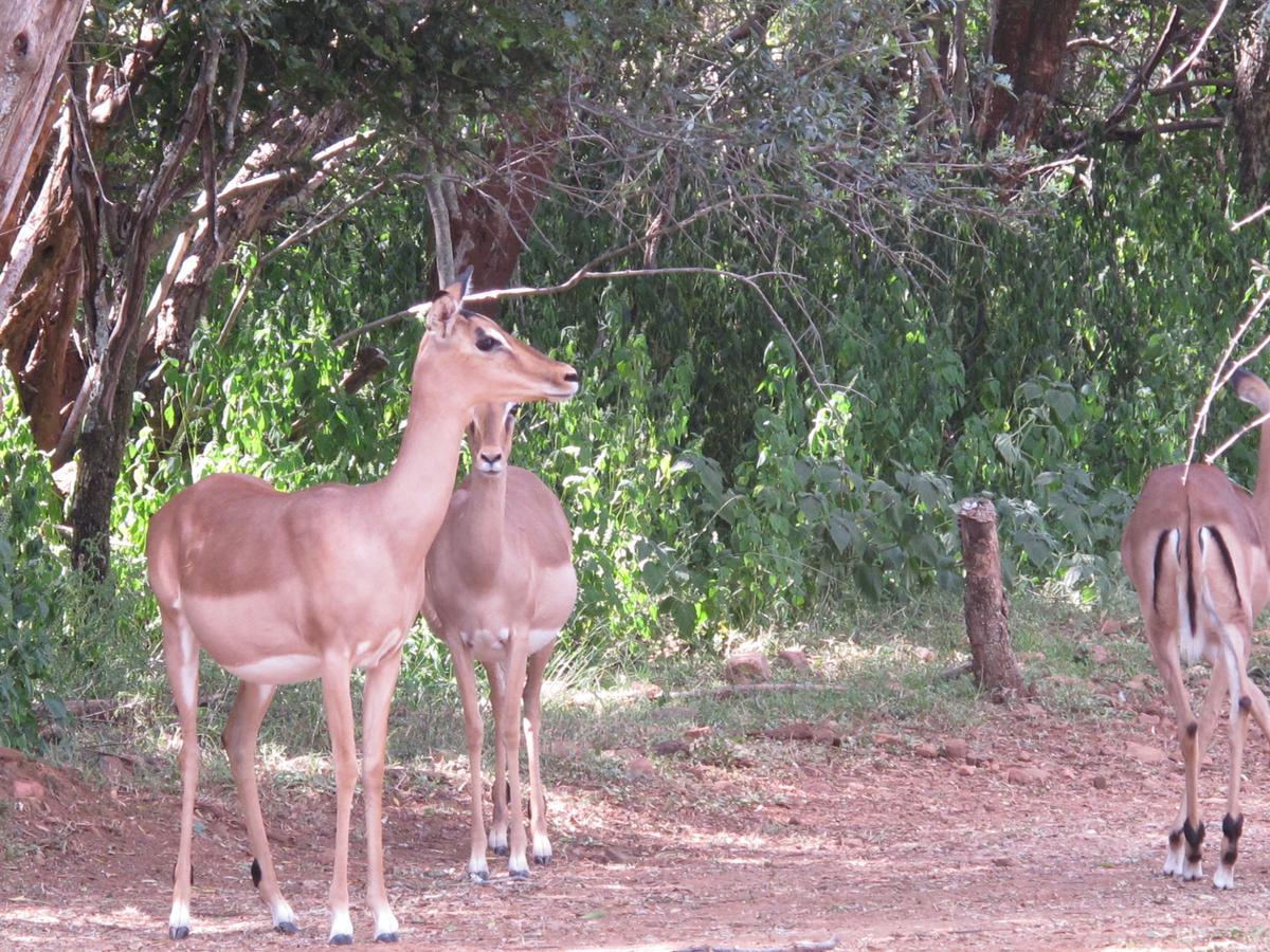 Harties Is Africa Safari Lodge Kosmos Экстерьер фото