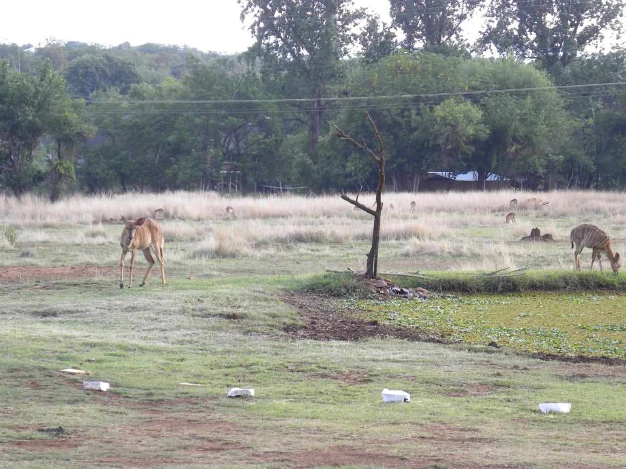 Harties Is Africa Safari Lodge Kosmos Экстерьер фото